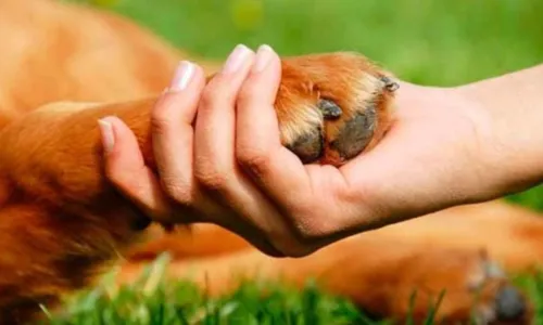 O objetivo é garantir que o agressor seja responsabilizado financeiramente pelos danos causados aos animais