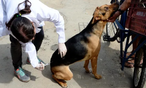 A imunização é voltada para cães e gatos a partir dos três meses de idade e a vacina é segura sem contraindicações