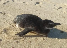 Imagem ilustrativa da imagem Dois pinguins são resgatados na areia de praias de Maricá