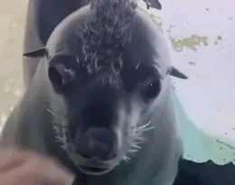 Imagem ilustrativa da imagem Leão-marinho recebe carinho e pelagem surpreende; veja o vídeo