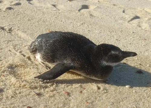 Animais foram encontrados em Ponta Negra e Itaipuaçu