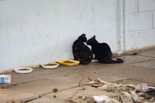 Uma colônia de gatos abandonados está no local