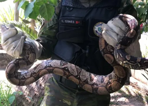 O animal foi capturado sem ferimentos e devolvido ao seu habitat natural