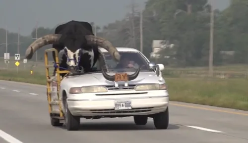 Touro era maior do que o carro