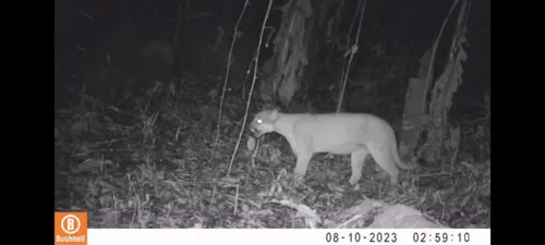 As imagens foram gravadas no Refúgio de Vida Silvestre de Maricá (Revis)