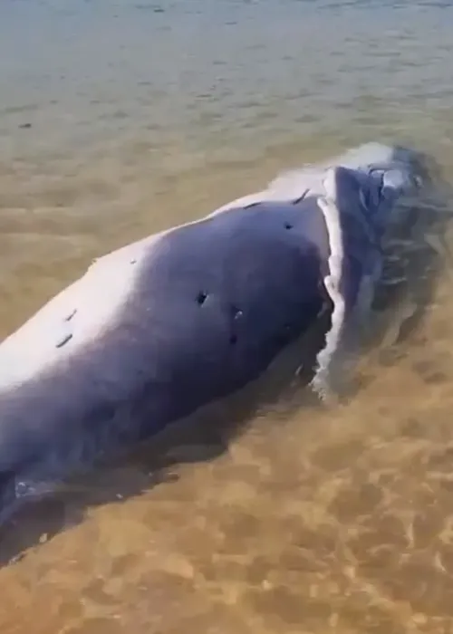 Animal estava encalhado e morto na praia