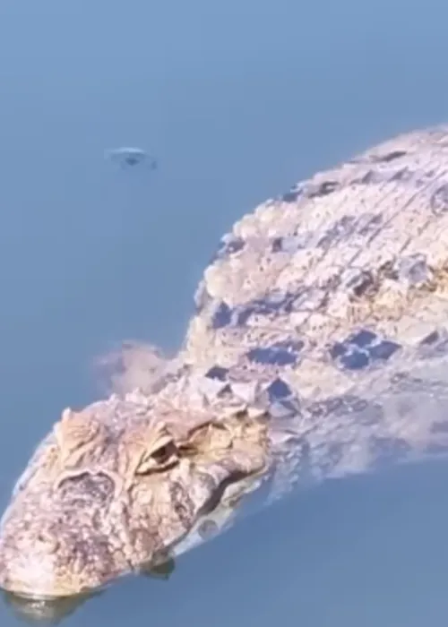 Animal foi filmado curtindo um solzinho no Parque Orla, em Piratininga