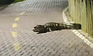 Imagem ilustrativa da imagem Jacaré é flagrado fazendo caminhada em ciclovia de Niterói; vídeo