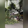 As estações substituem antigos pontos de ônibus na Avenida Visconde do Rio Branco