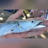 Animal é filhote, segundo a prefeitura do município