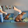 Imagem ilustrativa da imagem Cadelinha leva bronca e se faz de 'sonsa' com tutor; vídeo hilário!