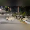Morte das capivaras é tratada como resultado de caça ilegal