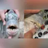 Imagem ilustrativa da imagem Peixe chama atenção com 'dentes humanos'; veja vídeo
