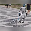 Imagem ilustrativa da imagem Robô e cachorro robô surpreendem na orla de Niterói; vídeo