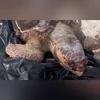 Imagem ilustrativa da imagem Tartaruga é encontrada morta em praia de Niterói; vídeo