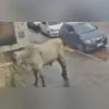 Mirella conheceu Glória Maria em 2017