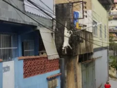 Cachorro fica preso em fiação elétrica em Petrópolis; vídeo