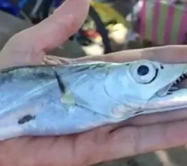 Ataque de peixes deixa sete feridos em praia da Região dos Lagos; vídeo