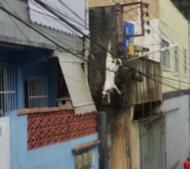 Cachorro fica preso em fiação elétrica em Petrópolis; vídeo