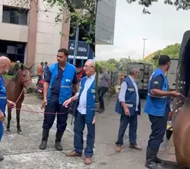 Égua passeia pela prefeitura do Rio e diverte funcionários; vídeo