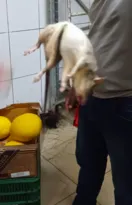 Imagem ilustrativa da imagem Absurdo! Rato gigante é encontrado em supermercado de Niterói