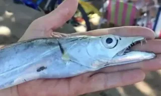 Imagem ilustrativa da imagem Ataque de peixes deixa sete feridos em praia da Região dos Lagos; vídeo