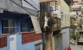 Imagem ilustrativa da imagem Cachorro fica preso em fiação elétrica em Petrópolis; vídeo