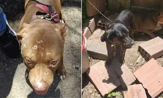 Imagem ilustrativa da imagem Cães que viviam sob maus-tratos são resgatados em Niterói; vídeo