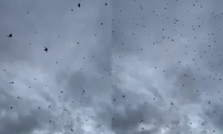 Imagem ilustrativa da imagem 'Chuva de aranhas' assusta moradores; veja cena inusitada