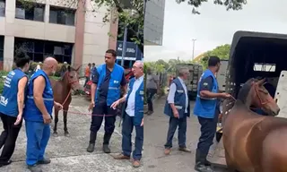 Imagem ilustrativa da imagem Égua passeia pela prefeitura do Rio e diverte funcionários; vídeo