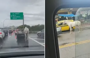 Imagem ilustrativa da imagem Vídeo: cavalo é amarrado e arrastado por carro em engarrafamento