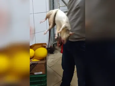 Funcionários tentam capturar o roedor na frente de clientes