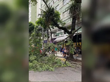 Imagem ilustrativa da imagem Árvore cai e fecha rua importante na Zona Sul de Niterói