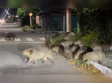 Morte das capivaras é tratada como resultado de caça ilegal