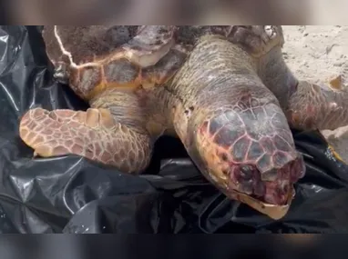 Imagem ilustrativa da imagem Tartaruga é encontrada morta em praia de Niterói; vídeo