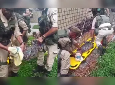 Imagem ilustrativa da imagem Vídeo: jacaré é resgatado dentro de condomínio na Zona Oeste