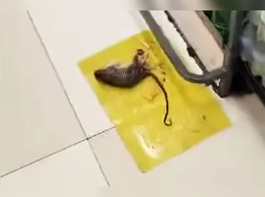 Imagem ilustrativa da imagem Vídeo mostra ratos nas dependências de supermercado em Niterói