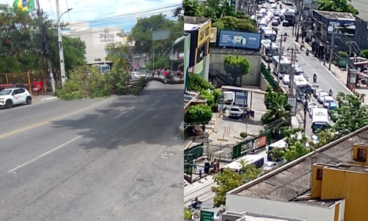 Árvore cai no meio da rua e interdita trânsito em São Gonçalo