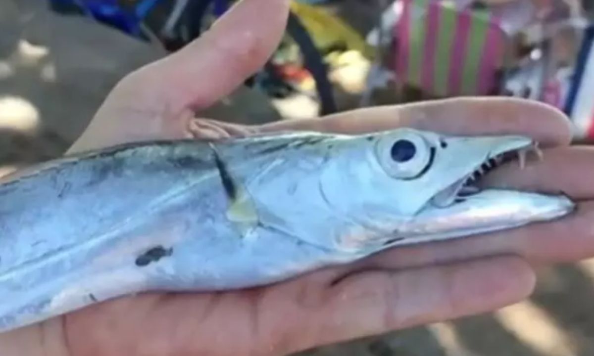 Ataque de peixes deixa sete feridos em praia da Região dos Lagos; vídeo