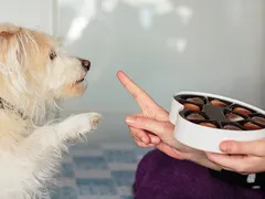 Entenda os perigos de dar chocolate para cães e gatos