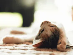Pets têm mais dificuldades para regular a temperatura