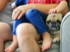 Quero presentear meu filho com um cão de raça dócil. Qual escolher?