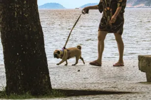 Imagem ilustrativa da imagem Alerta: Cuidados com animais nos passeios para evitar queimaduras