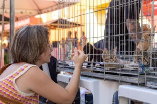 Imagem ilustrativa da imagem Animais de rua ganham novos lares após campanha em Maricá