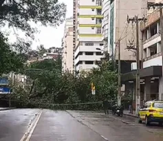 Imagem ilustrativa da imagem Árvore de grande porte cai e interdita via na Zona Sul de Niterói