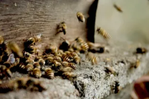 Imagem ilustrativa da imagem Atacado por enxame de abelhas? Saiba o que fazer e como evitar