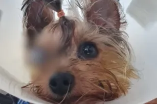 Imagem ilustrativa da imagem Cachorro fica cego após receber banho de tosa em pet shop