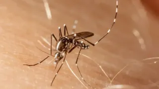 Imagem ilustrativa da imagem Caso de dengue do tipo 4 é confirmado no Rio após cinco anos