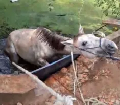 Imagem ilustrativa da imagem Cavalo é resgatado dentro de cisterna na Região dos Lagos