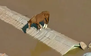 Imagem ilustrativa da imagem Cavalo fica ilhado em cima de telhado após chuvas no RS; vídeo